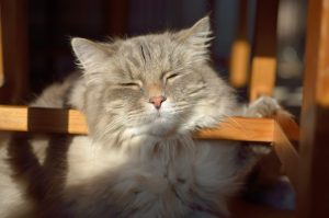 What things should not be forbidden for a domestic cat to do?