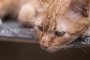 What to do with a cat when you’re going on vacation?