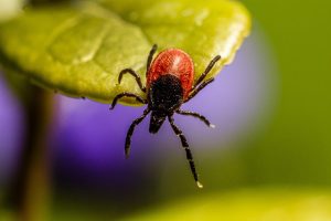 Where to look for ticks on a dog and how long does it take for them to bite?