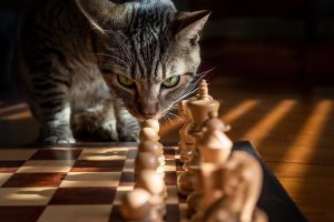 Which pet will be more attached to the owner – a male cat or a female cat?