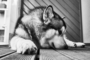 Why does a dog lick the floor: what should the owner do about it.