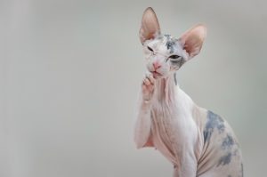 Why does the cat constantly beg for food even though her bowl is full?