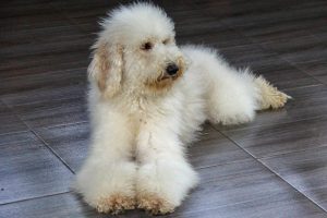 Why does your dog circle before lying down? The explanation for this behavior of your pet is quite simple.