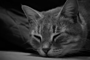 You probably didn’t know this: Can cats have dreams?