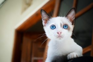 You will be surprised why the cat starts running around the house so quickly for no apparent reason.
