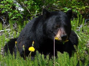 A black bear interrupted a woman’s workout and was caught on video.