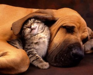 All about holistic pet food. Review of the best brands.