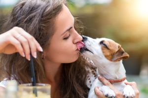 Did you know about this? Why do dogs love licking humans?