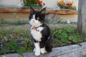 Experts have shared how to create a summer diet for a cat.