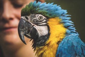 The parrot had a very cute reaction to its owner’s injury: video.