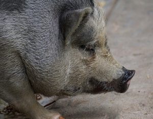 The pet pig attacked the bear, saving the domestic animals from the wild beast.