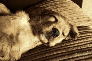Why Are Dogs Light Sleepers? (9 Reasons)