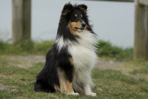 Why Does My Dog Crouch Or Lay Down When They See Other Dogs? (Trainer Explains)