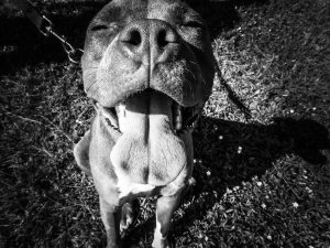 Why Is My Dog Licking Everything And Gagging? (Vet Tech Explains)