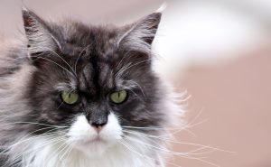 You will be surprised: why does the cat look away and avoid eye contact.