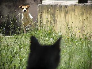 Are Cats More Intelligent Than Dogs? Scientists Finally Shed Light on the Debate.