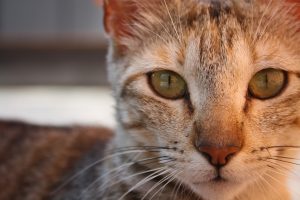 Comprehensive Guide to Spaying and Neutering Cats.