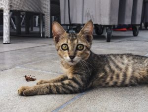Do Cats Deter Cockroaches? [Safe or Risky Behavior?]