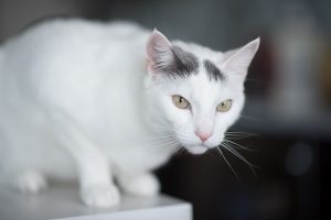 How to Safeguard Furniture from Cat Urine.