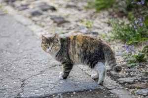 Ivermectin Usage in Cats: A Comprehensive Guide to Dosage and Potential Side Effects.