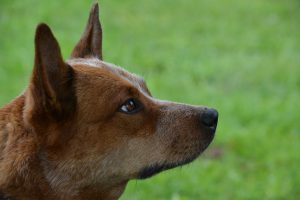 Mental stimulation and enrichment for Australian Cattle Dogs.