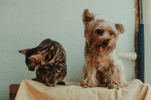 Cruciate Ligament Injuries in Pets.