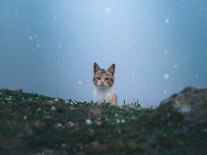 Can I Bring My Cat Everywhere I Go?