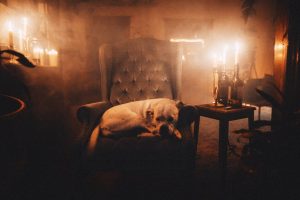Understanding Why Your Dog Ignores You at Night: Insights from a Veterinary Technician.