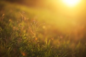 Unveiling the Advantages and Dangers of Sunbathing in Dogs and Cats.