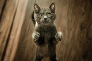 What Should I Do About My Cat’s Rodent Ulcers?