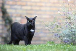 Why Do Cats Sometimes Conceal Their Food? Understanding 6 Reasons Behind This Behavior.