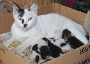 Why Do Cats Sometimes Consume Their Kittens? Exploring 7 Veterinarian-Reviewed Explanations.