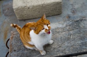 Why Do Cats Yowl? Exploring 8 Reasons Behind This Behavior.