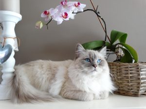 Are You Suffering from Pet Allergies? Don’t Worry, You Can Still Enjoy Your Beloved Pet!