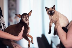 Herbal Approaches to Enhancing Bone Health and Preventing Osteoporosis in Pets.