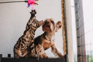 The Dangers of Rabies Vaccination in Pets.