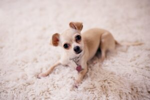 Why Does My Dog Suddenly Have Accidents? (A Trainer’s Explanation)
