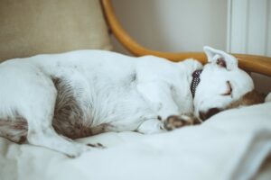 Four Techniques for Initiating Canine Labor at Home (Without Veterinary Assistance).