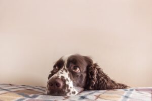 Understanding, Preventing, and Treating Dog Anxiety.