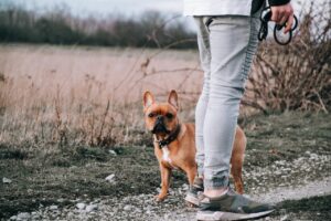 Understanding the Reason Behind Your Dog’s Preference for Pooping in Bushes.