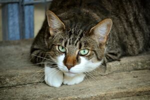 Cat does not eat: why, what to do?