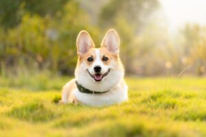 How do you boost your dog’s immune system?