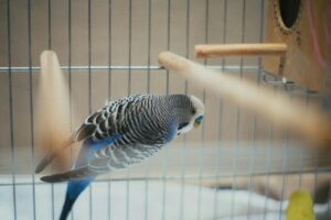 What’s a treat for a parrot?