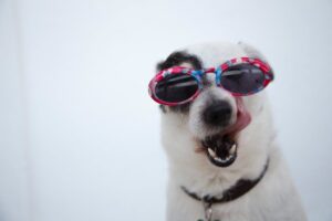 Best products for dogs’ coats.