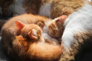 Can an adult cat be given kitten food?