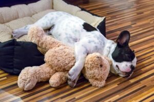 False pregnancy in dogs: signs, treatment.