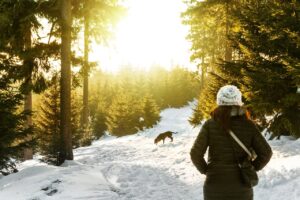 Frostbite in dogs: signs and treatment.