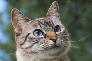 How to feed a spayed cat?