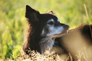 Where To Euthanize A Dog For Free.