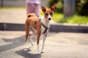 Why Harnesses Aren’t Actually Promoting Pulling (Explained by a Dog Trainer).